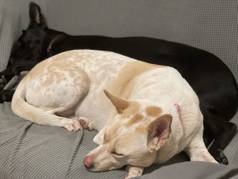 Two dogs resting together