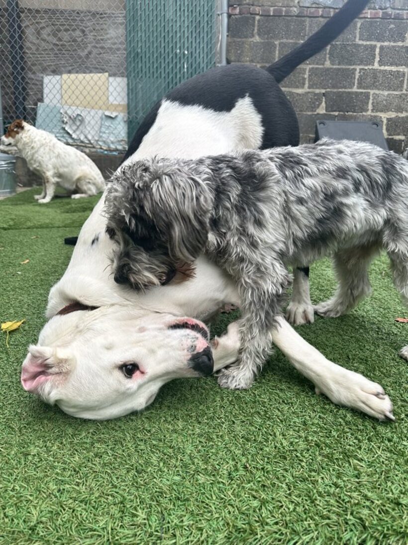Two dogs playing in the dojo yard